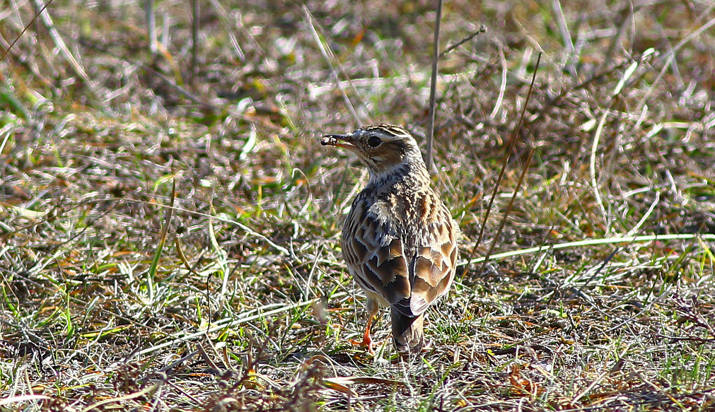 Wood Lark